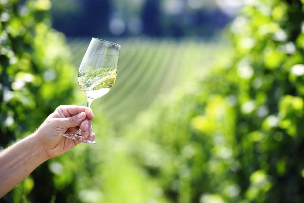 Swiveling a glass of white wine, vineyard in the background    163894669